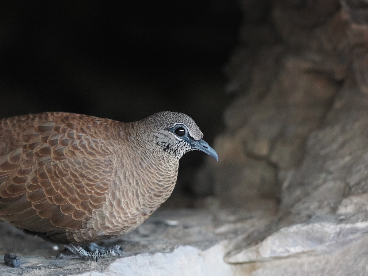 White-quilled Rock-Pigeon - ML641848961