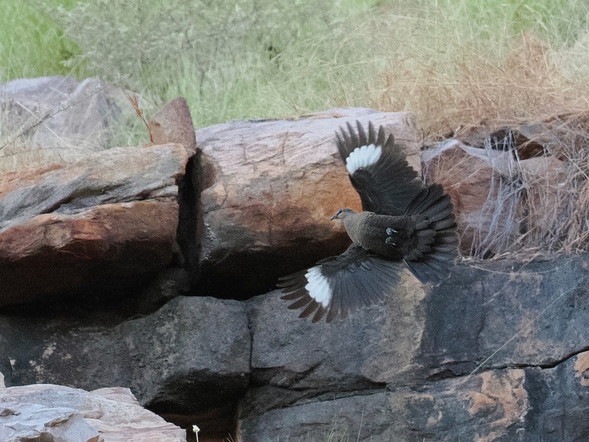 White-quilled Rock-Pigeon - ML641848962