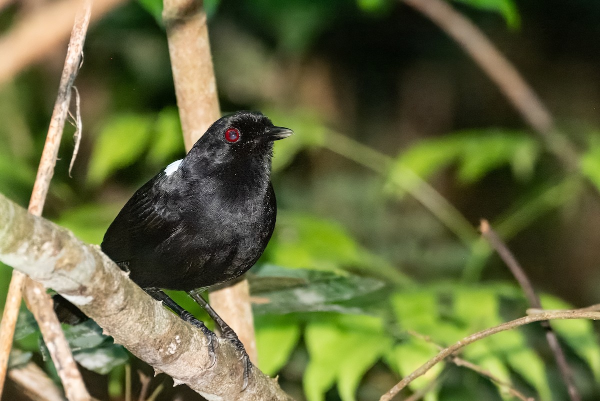 East Amazonian Fire-eye - ML641848969