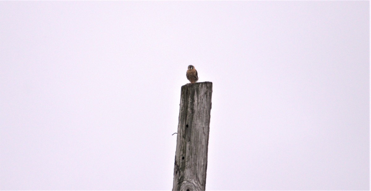 American Kestrel - ML641848976