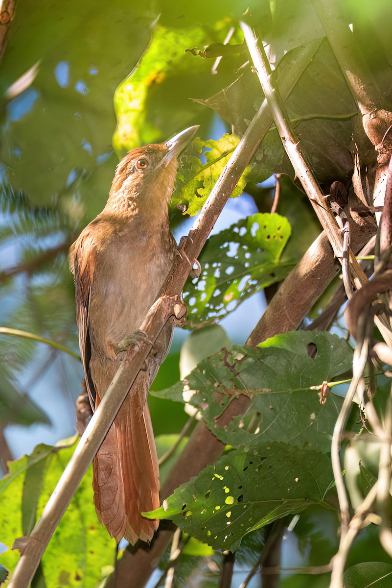 Chestnut-crowned Foliage-gleaner - ML641848995