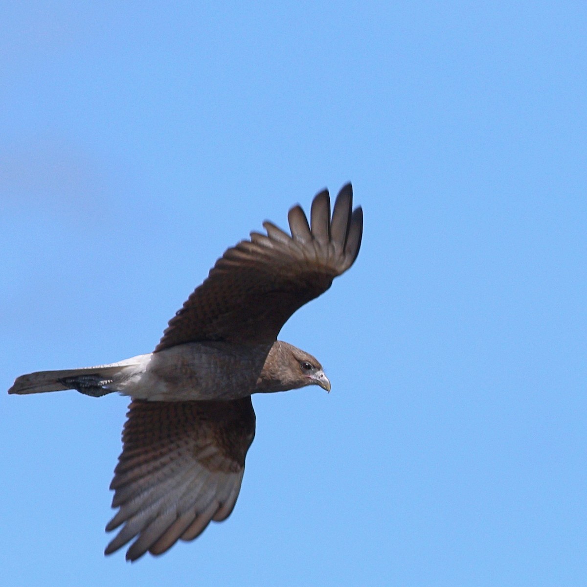 Chimango Caracara - ML641849003