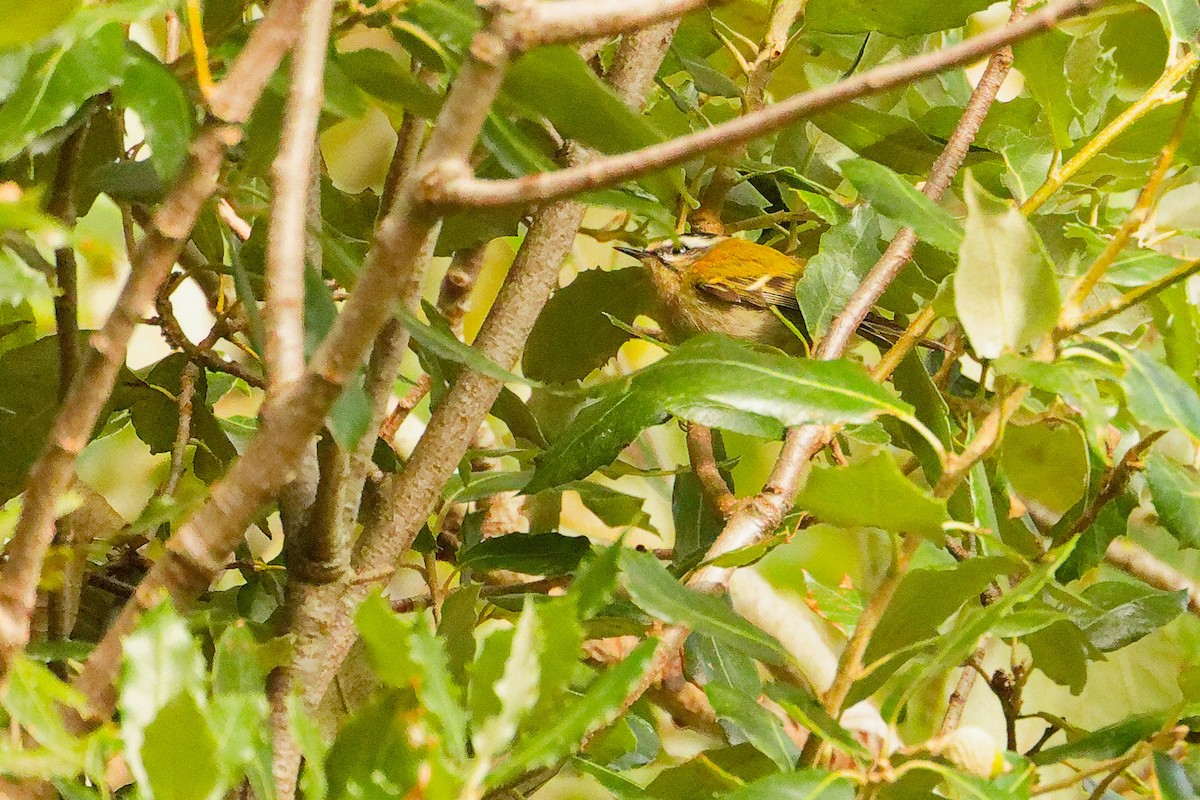 Common Firecrest - ML641849005