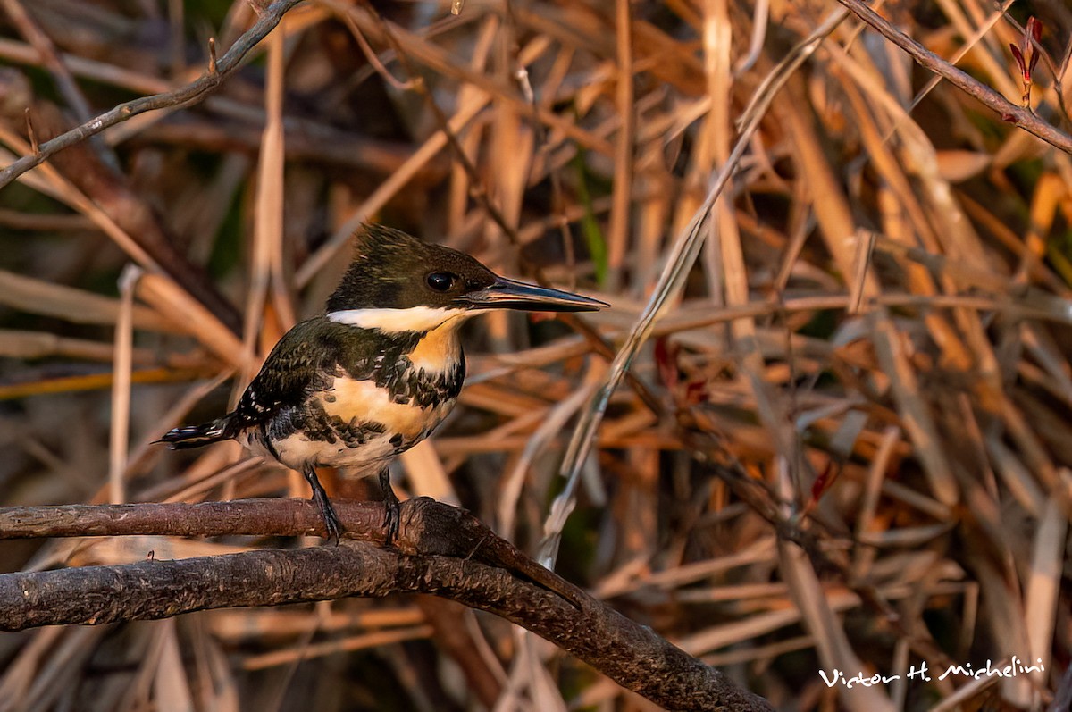 Green Kingfisher - ML641849009