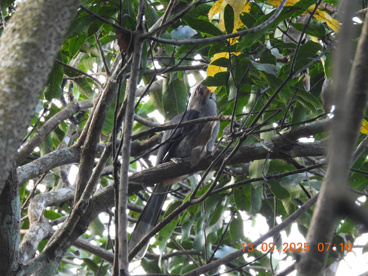 Malabar Gray Hornbill - ML641849038