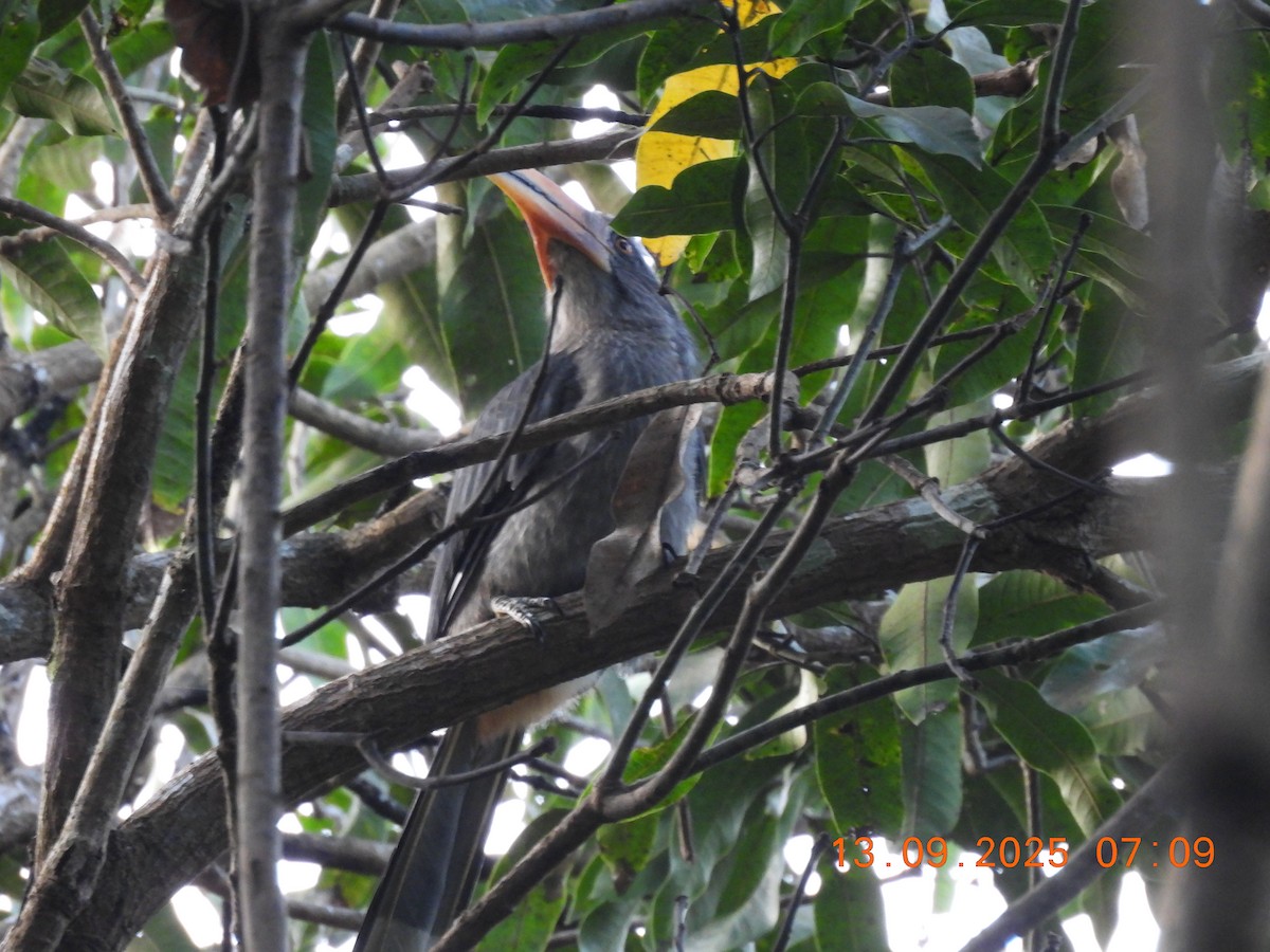 Malabar Gray Hornbill - ML641849039