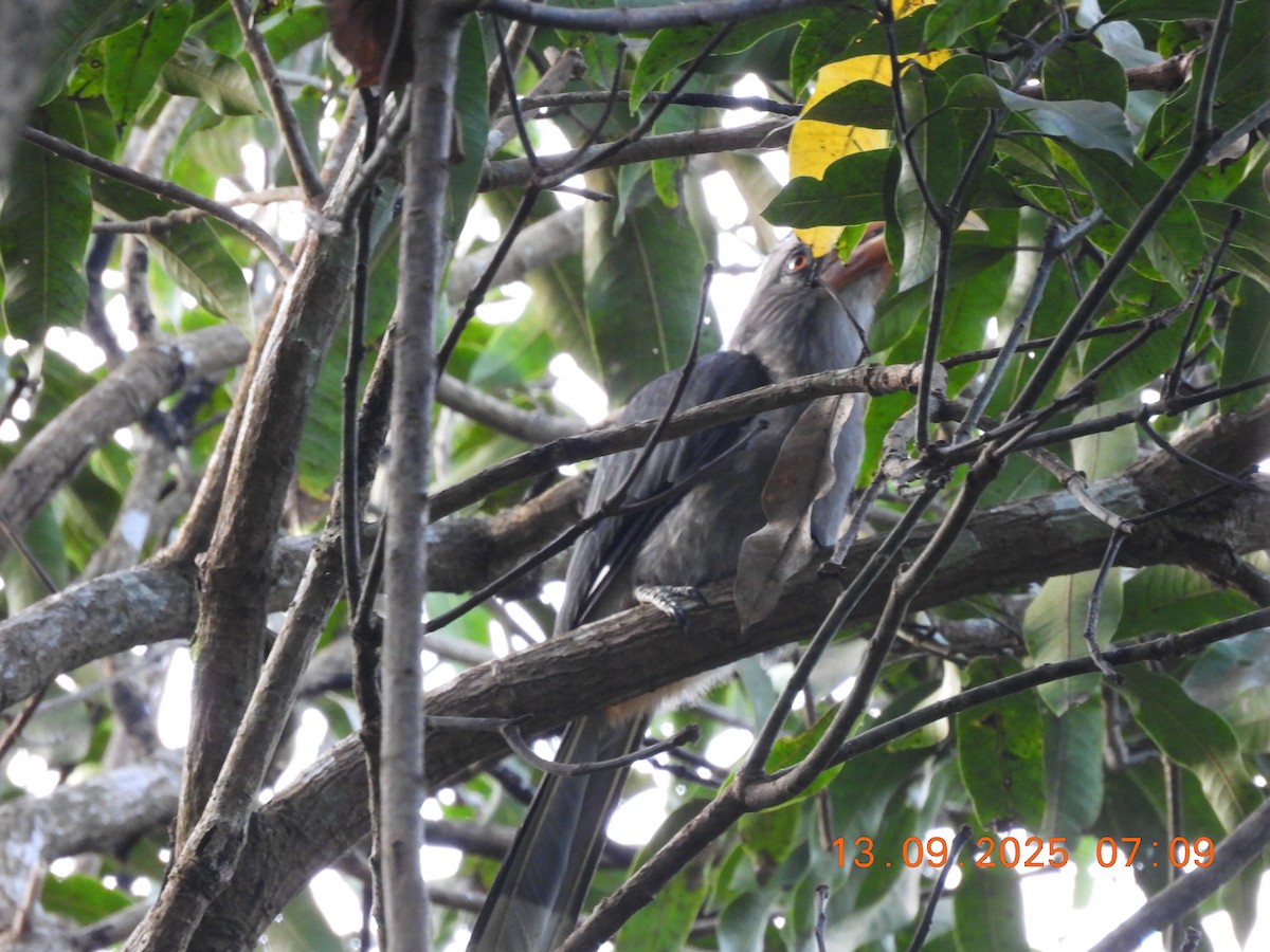 Malabar Gray Hornbill - ML641849040