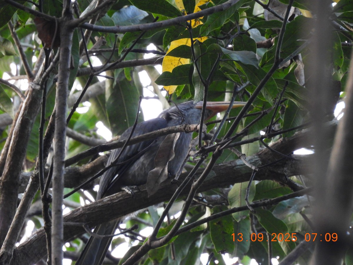 Malabar Gray Hornbill - ML641849041