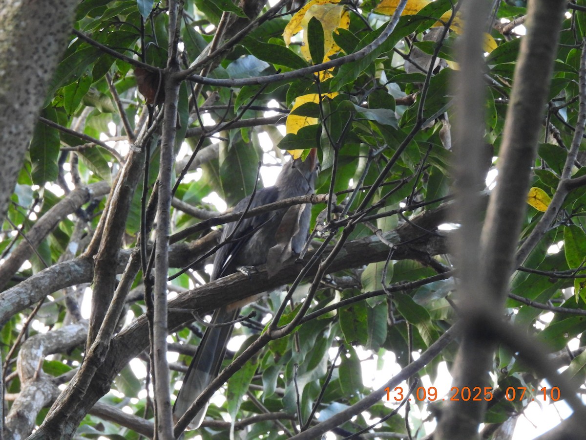 Malabar Gray Hornbill - ML641849042
