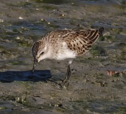 Little Stint - ML641849074