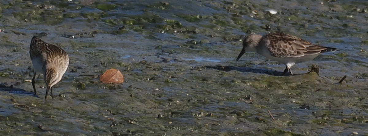 Little Stint - ML641849075