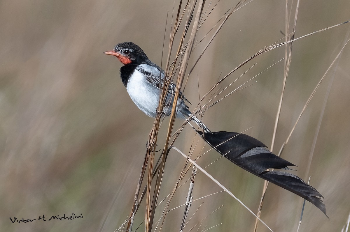 Strange-tailed Tyrant - ML641849081