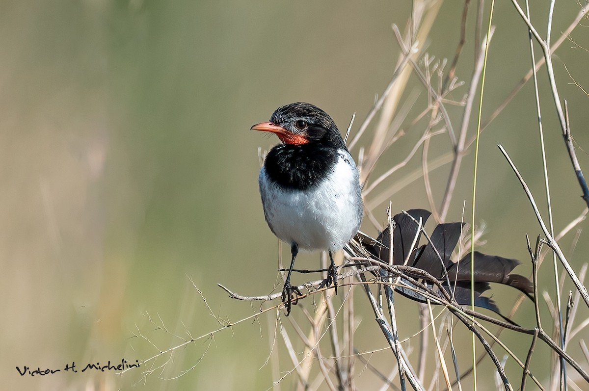 Strange-tailed Tyrant - ML641849083