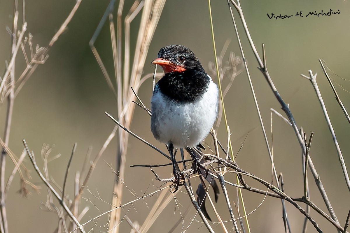 Strange-tailed Tyrant - ML641849084