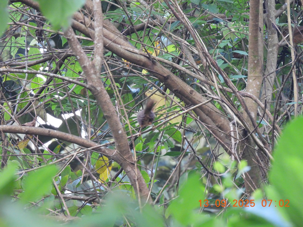 Rufous Babbler - ML641849085