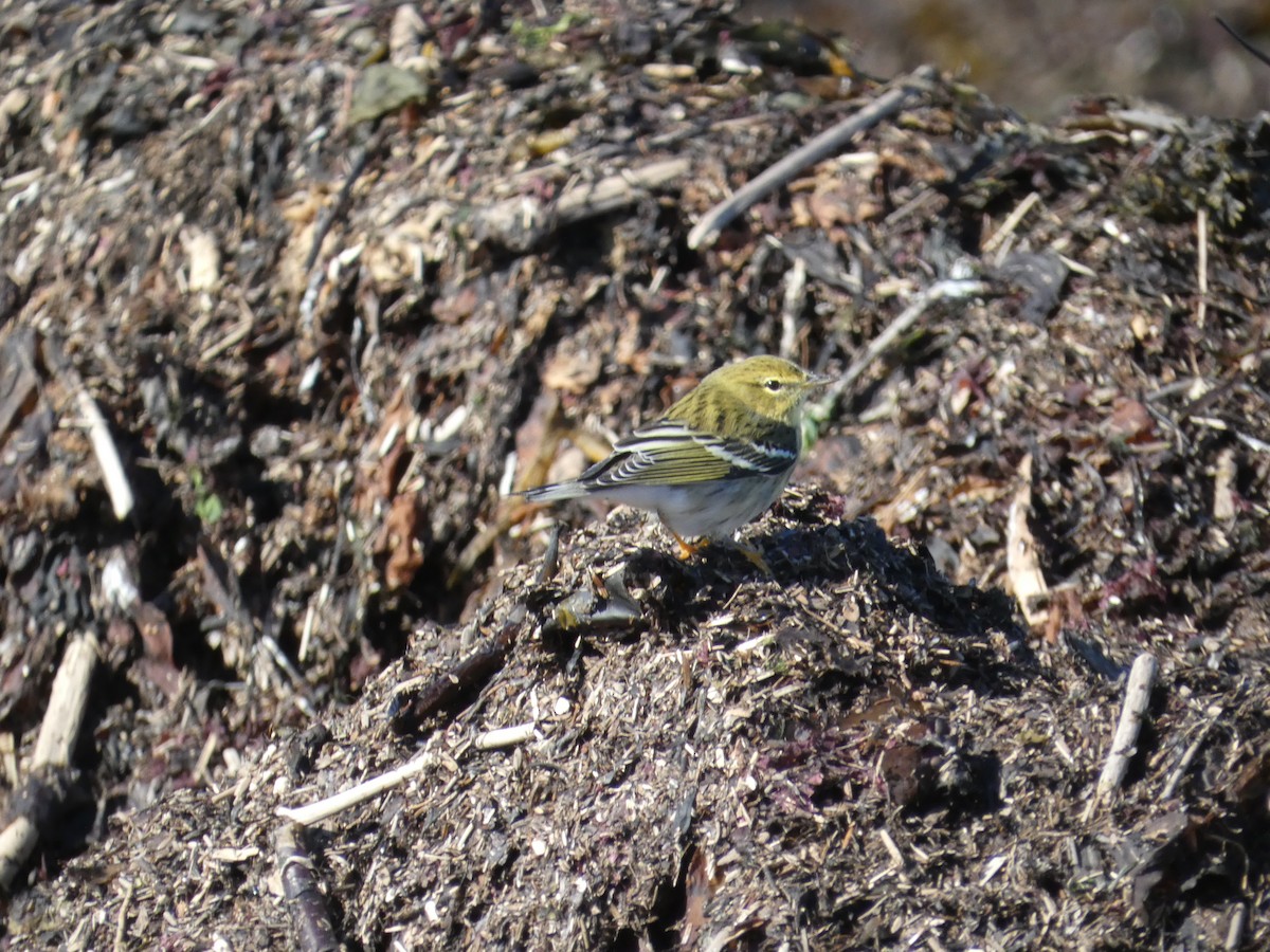 svarthetteparula - ML641849095