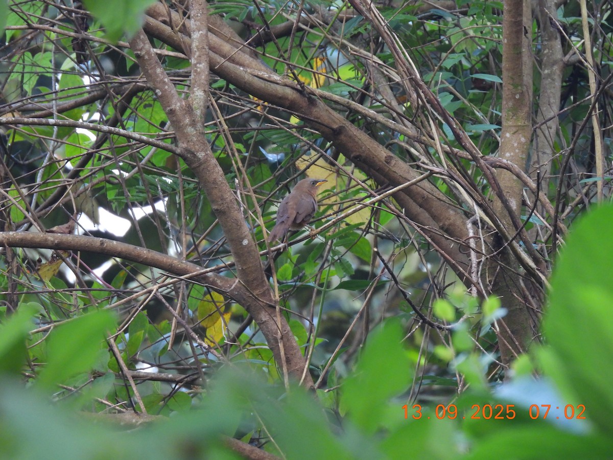 Rufous Babbler - ML641849100