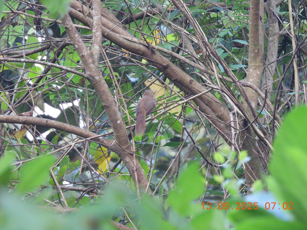 Rufous Babbler - ML641849101