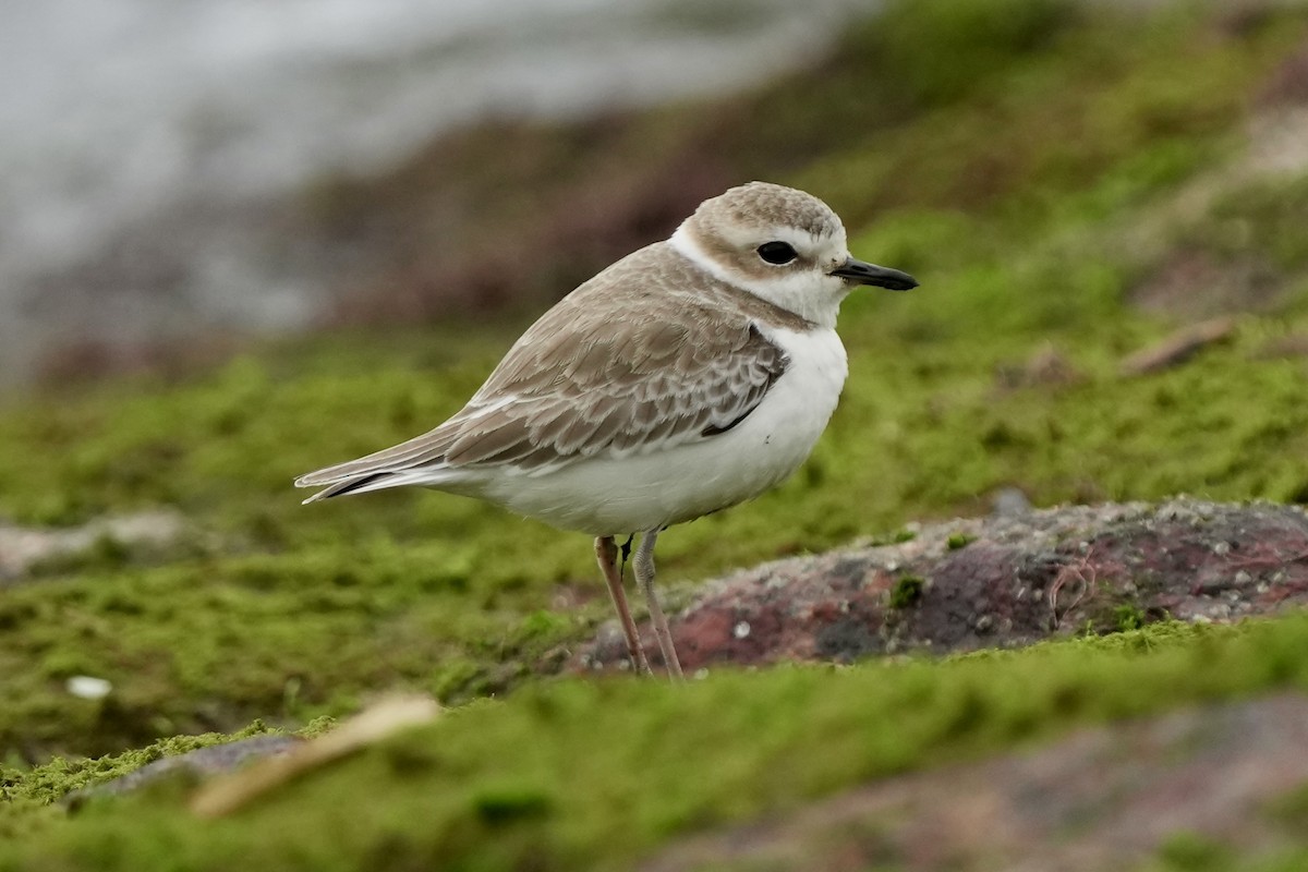 White-faced Plover - ML641849121