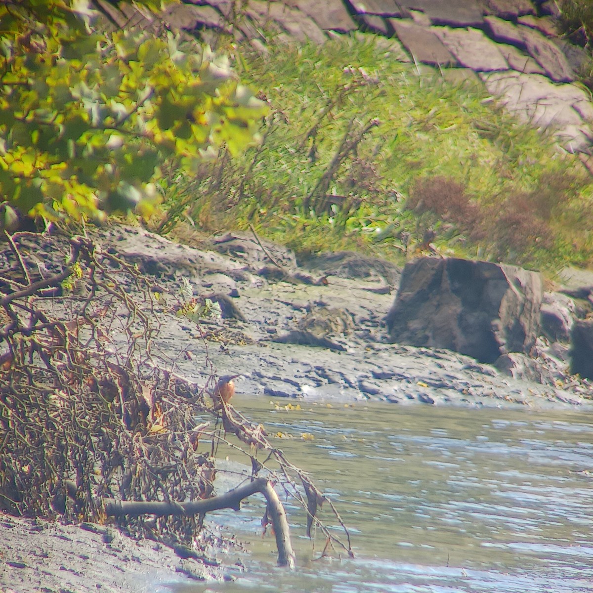 Номин шогшир - ML641849123