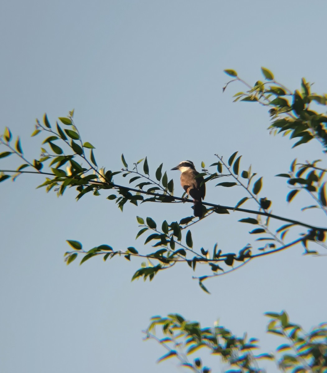båtnebbtyrann - ML641849129
