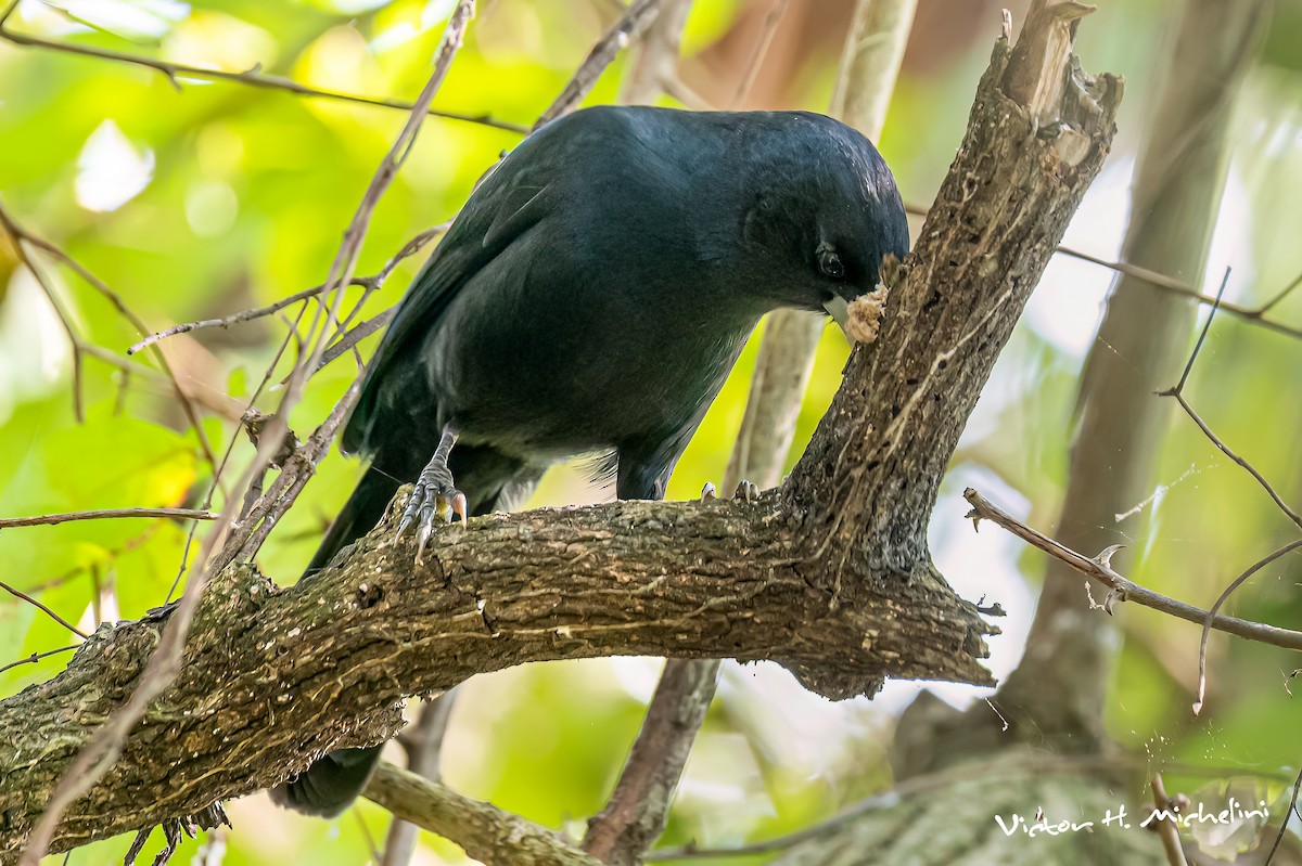 Solitary Black Cacique - ML641849132