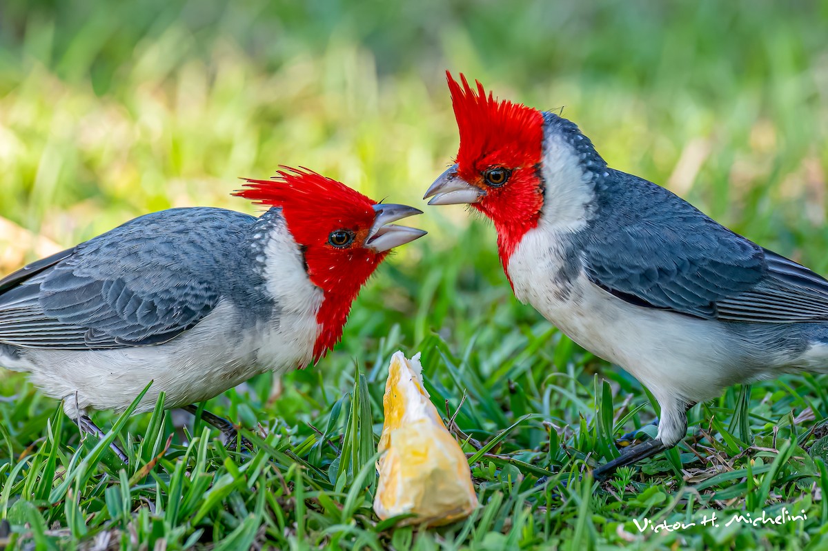 Red-crested Cardinal - ML641849166