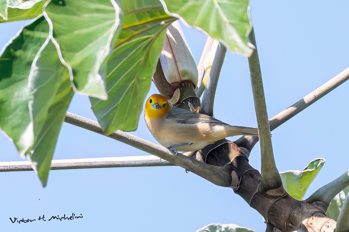 Orange-headed Tanager - ML641849168