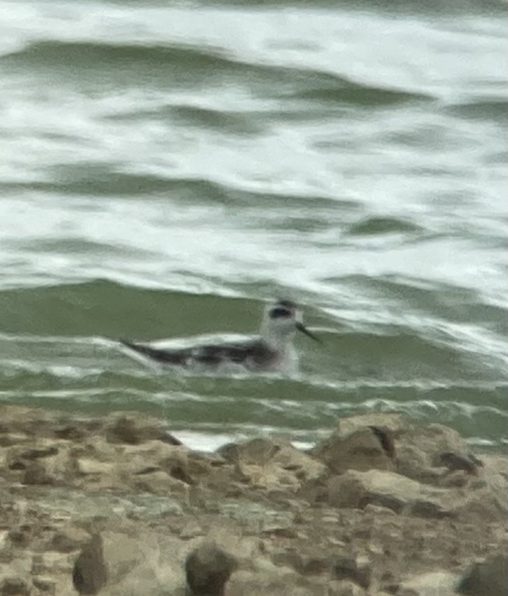 Red-necked Phalarope - ML641849190