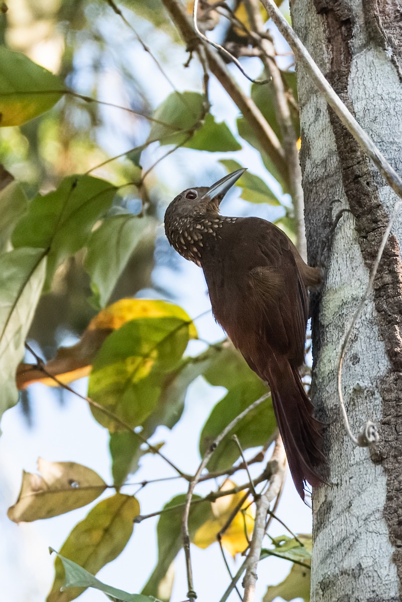 Cinnamon-throated Woodcreeper - ML641849214