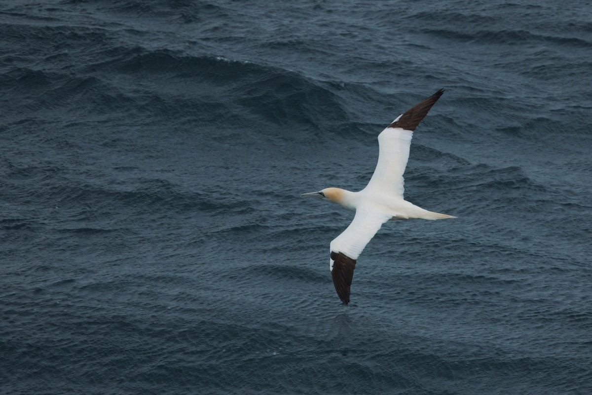 Northern Gannet - ML641849226