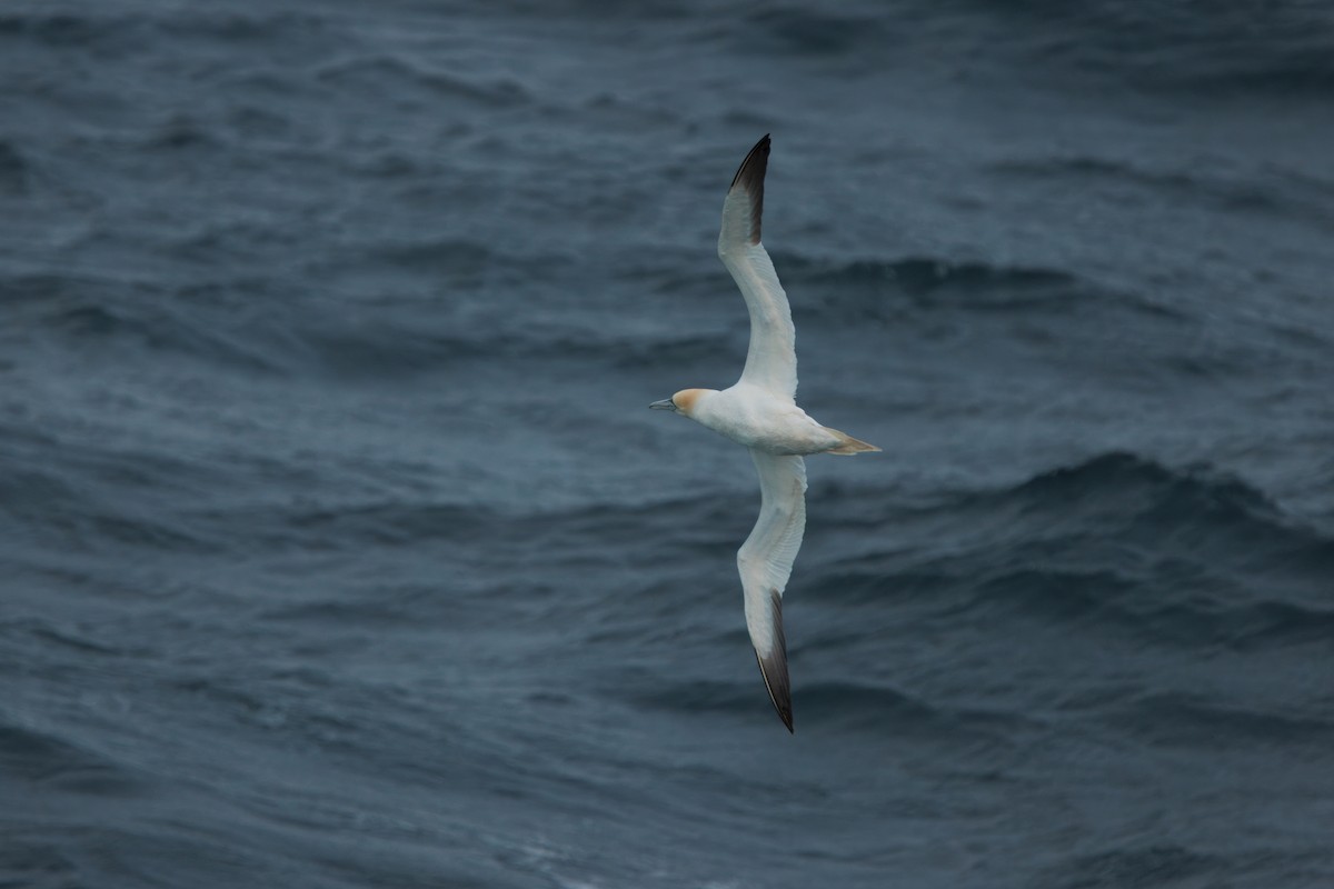 Northern Gannet - ML641849227
