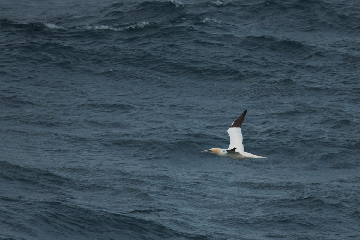 Northern Gannet - ML641849229