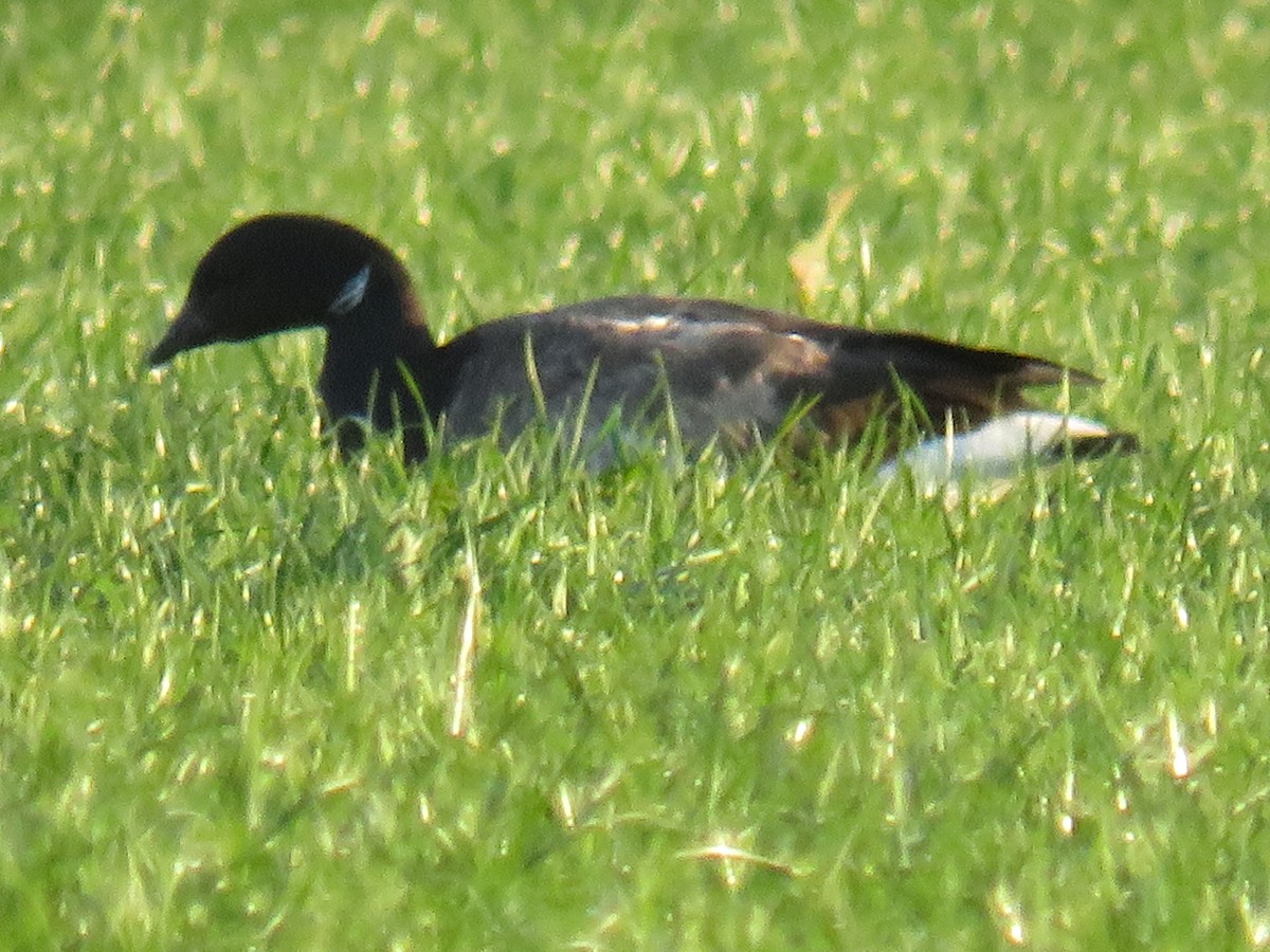 Brant - ML641849230