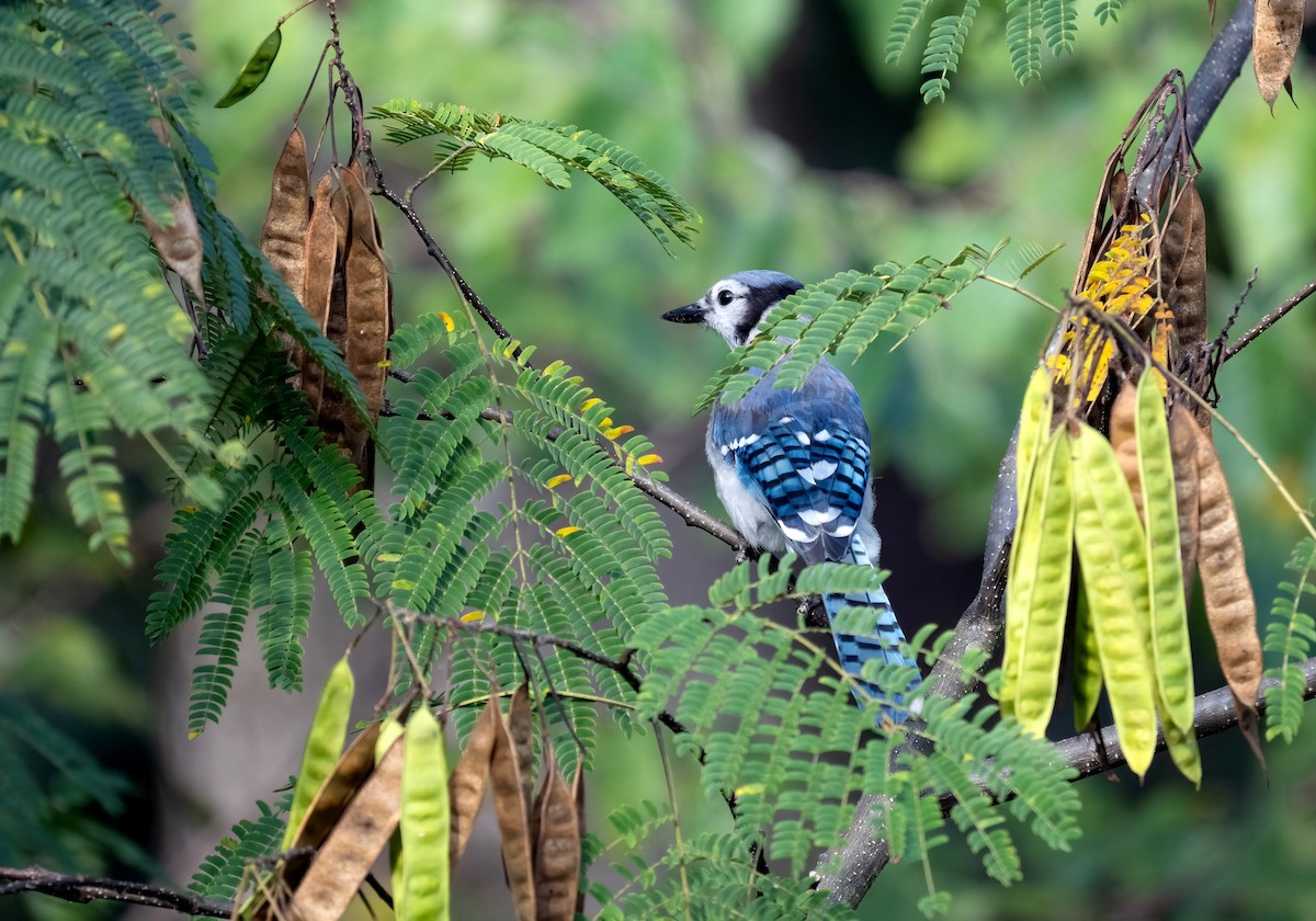 Blue Jay - ML641849236