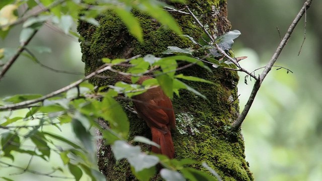 Strong-billed Woodcreeper - ML641849238