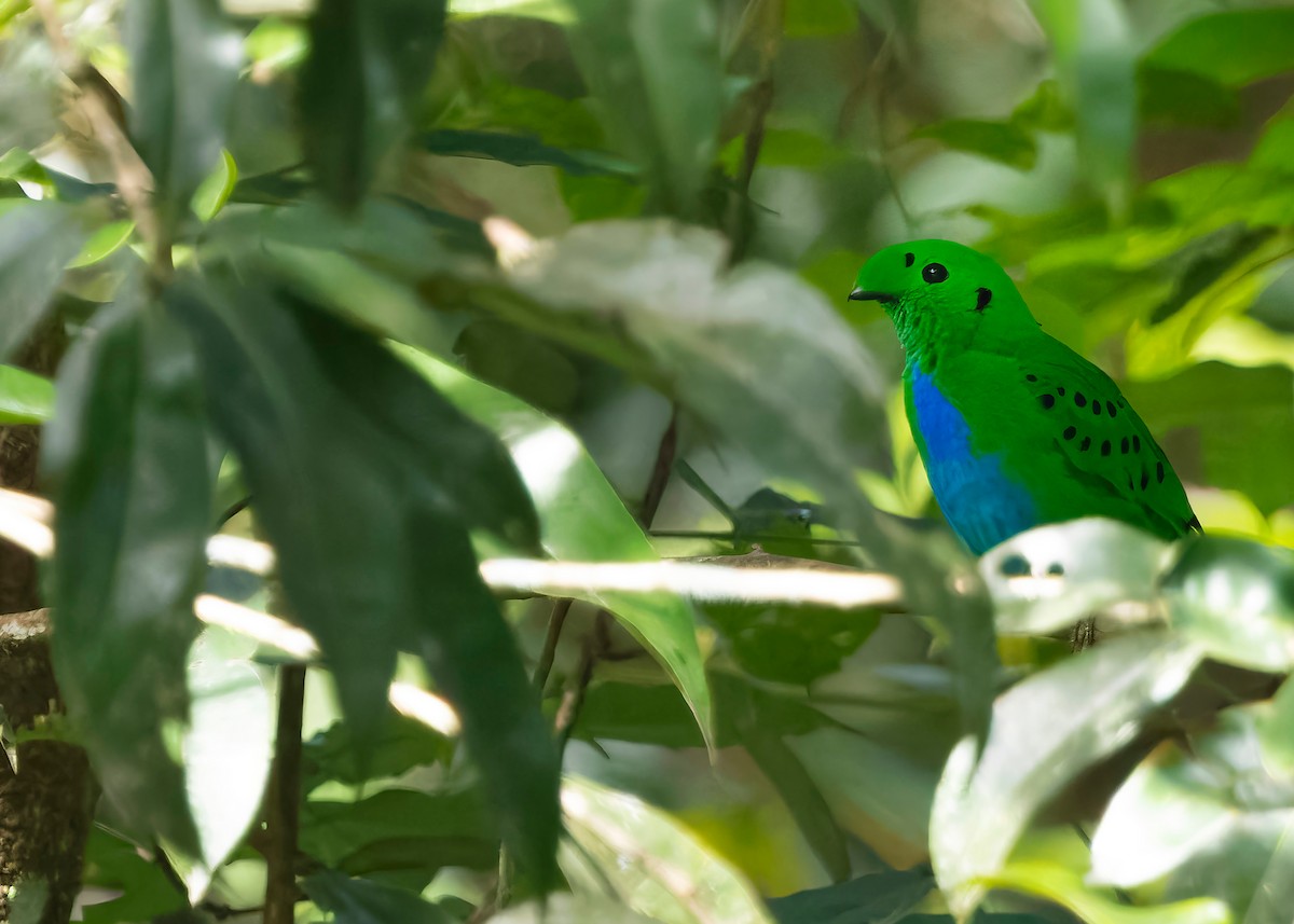 Hose's Broadbill - ML641849262