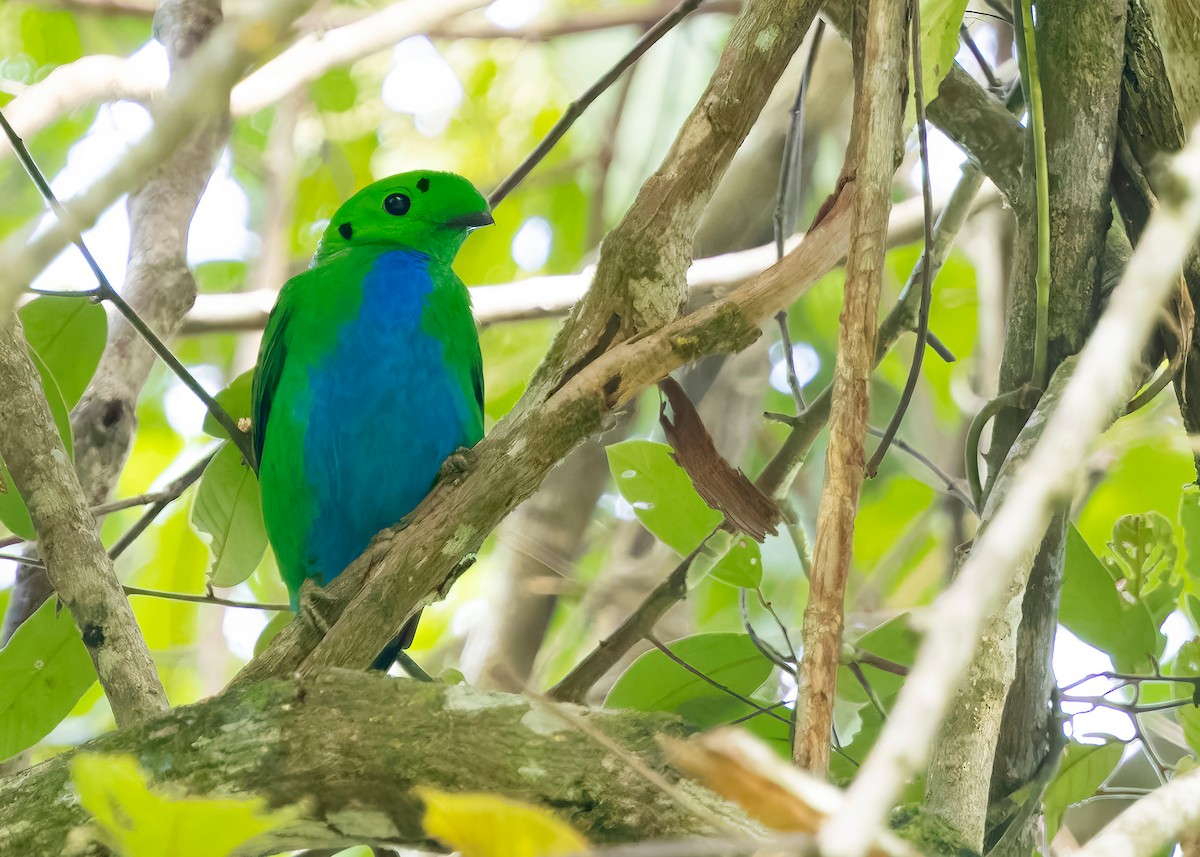 Hose's Broadbill - ML641849263