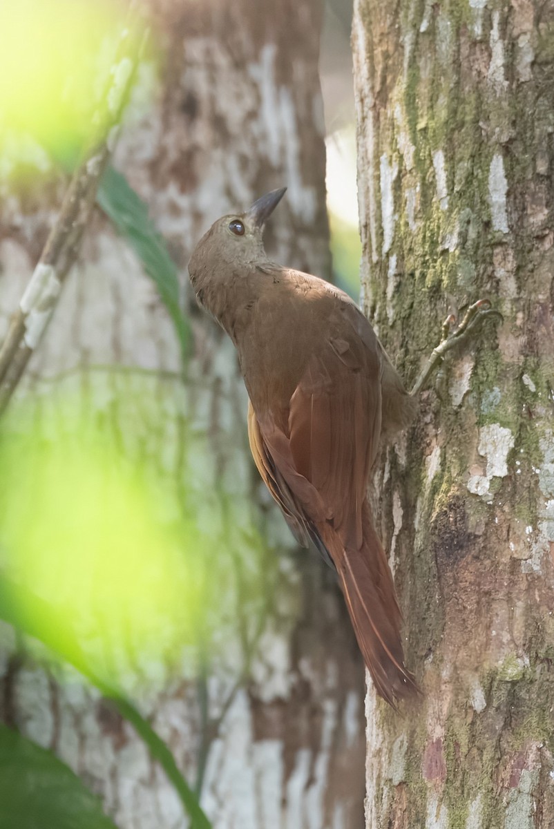 Uniform Woodcreeper (Brigida's) - ML641849288