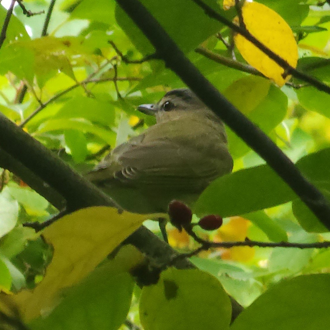 Red-eyed Vireo - ML641849293