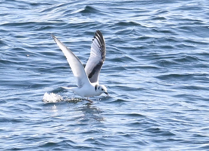 Black-legged Kittiwake - ML641849295