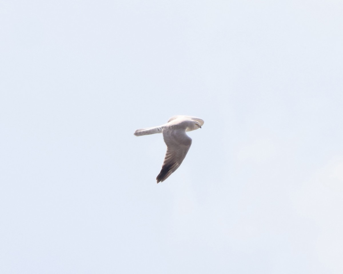 Aguilucho Papialbo - ML641849310