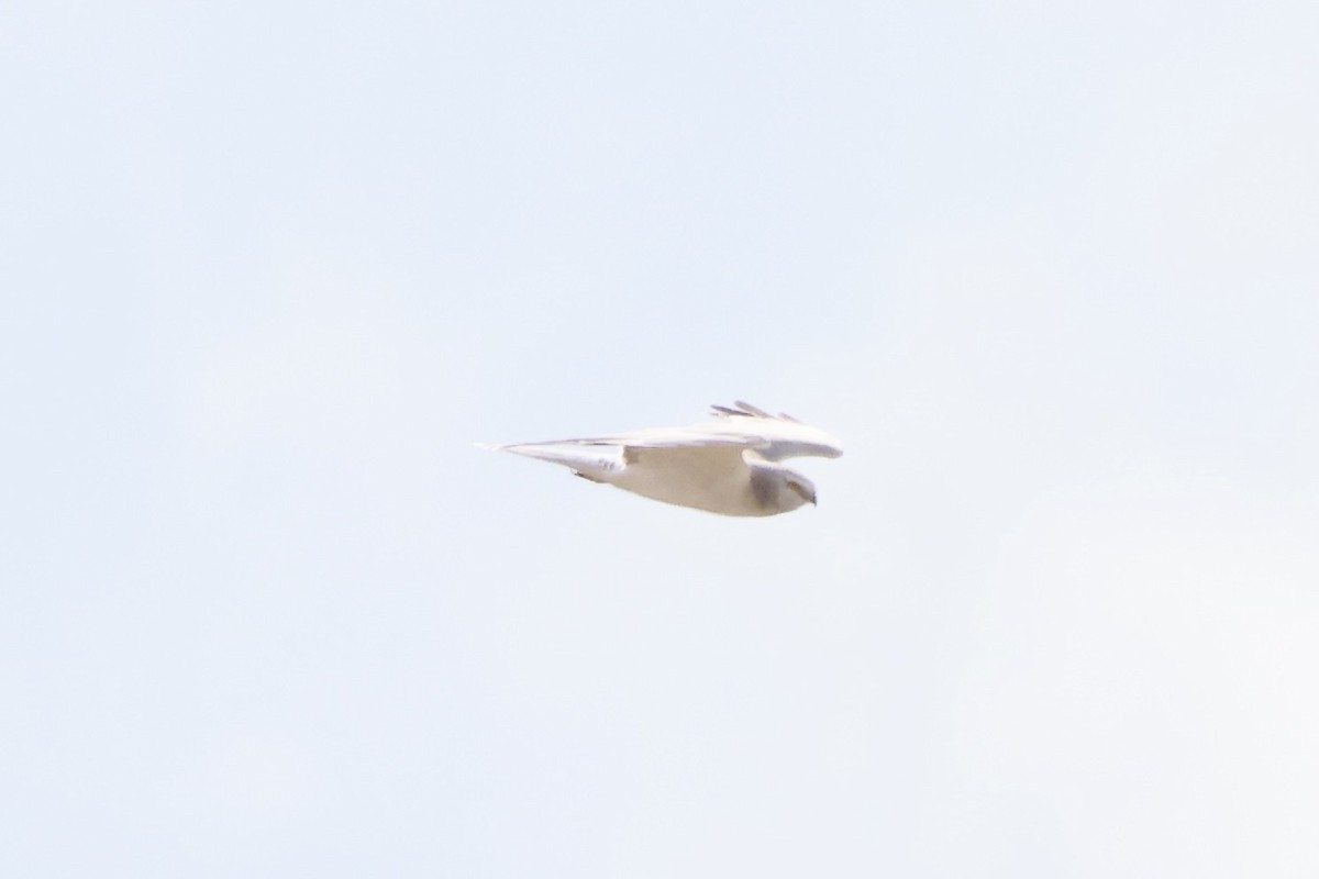 Aguilucho Papialbo - ML641849311