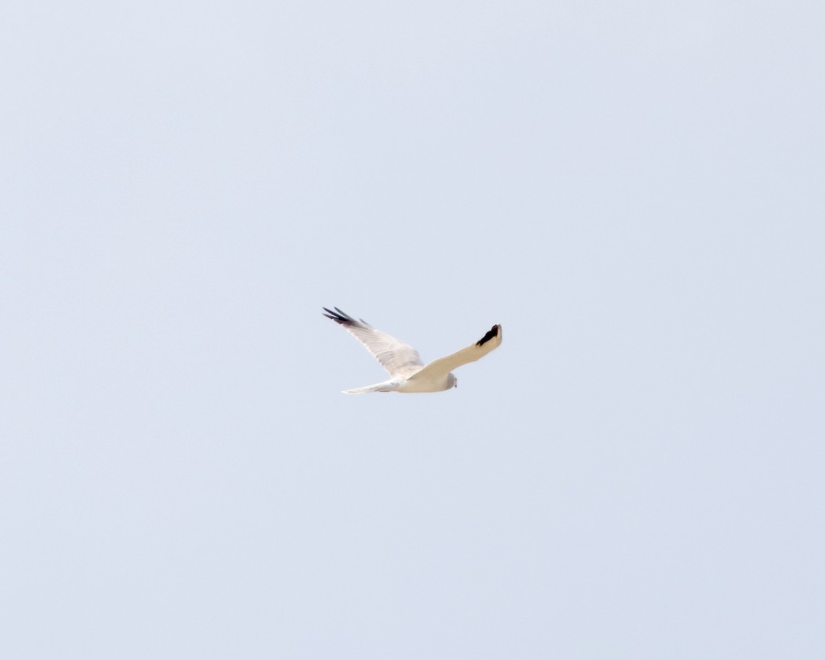 Aguilucho Papialbo - ML641849312
