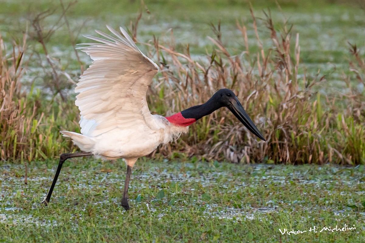 Jabiru - ML641849327
