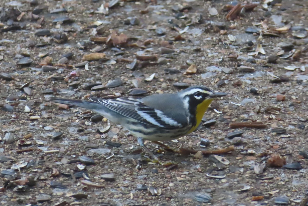 Yellow-throated Warbler - ML641849339