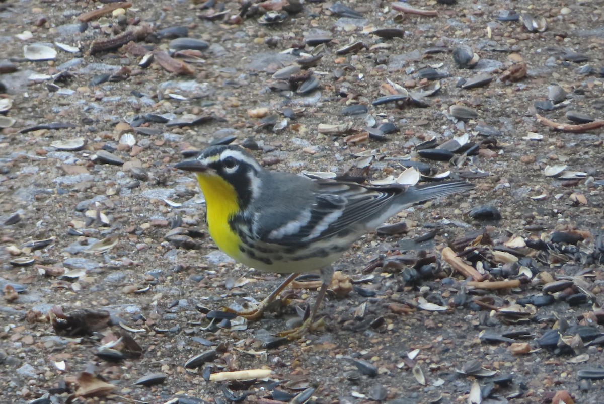 Yellow-throated Warbler - ML641849340