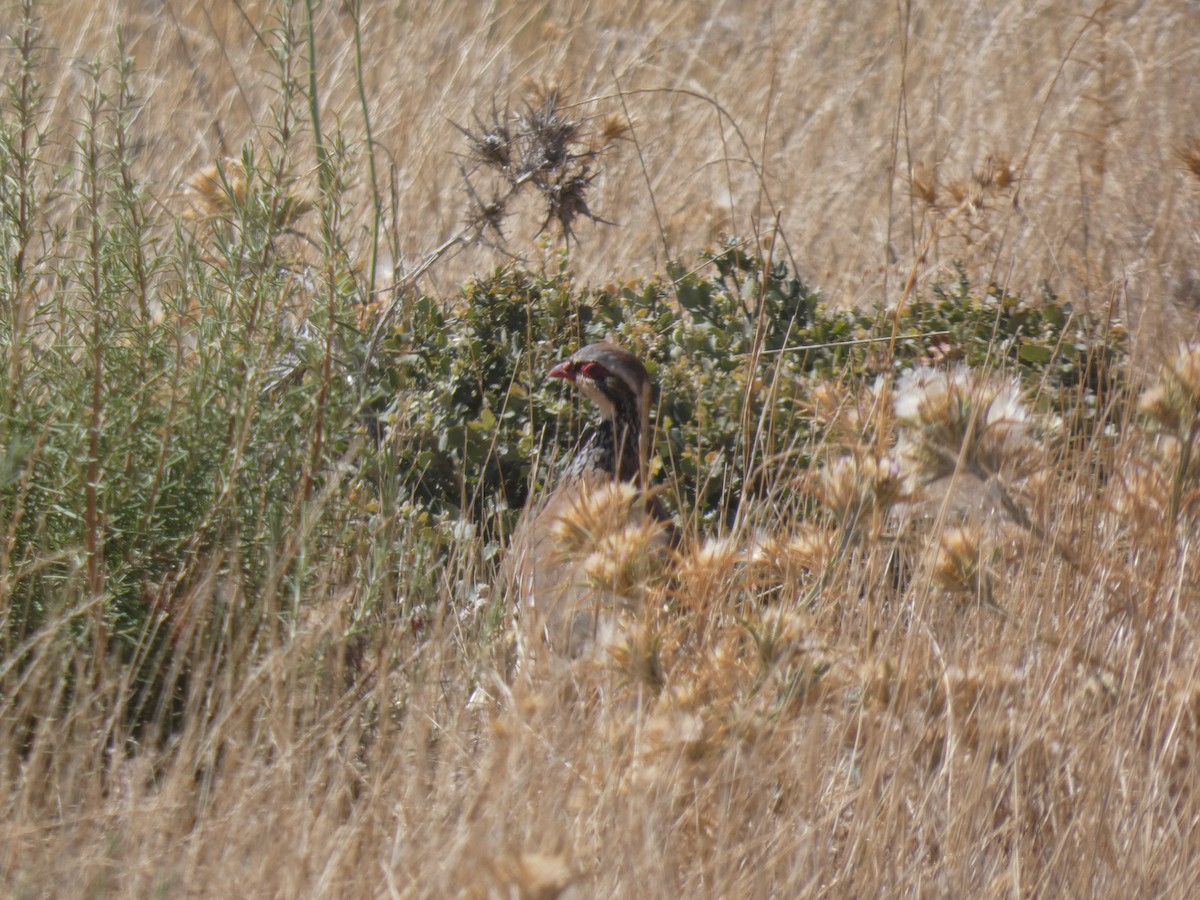 Red-legged Partridge - ML641849349