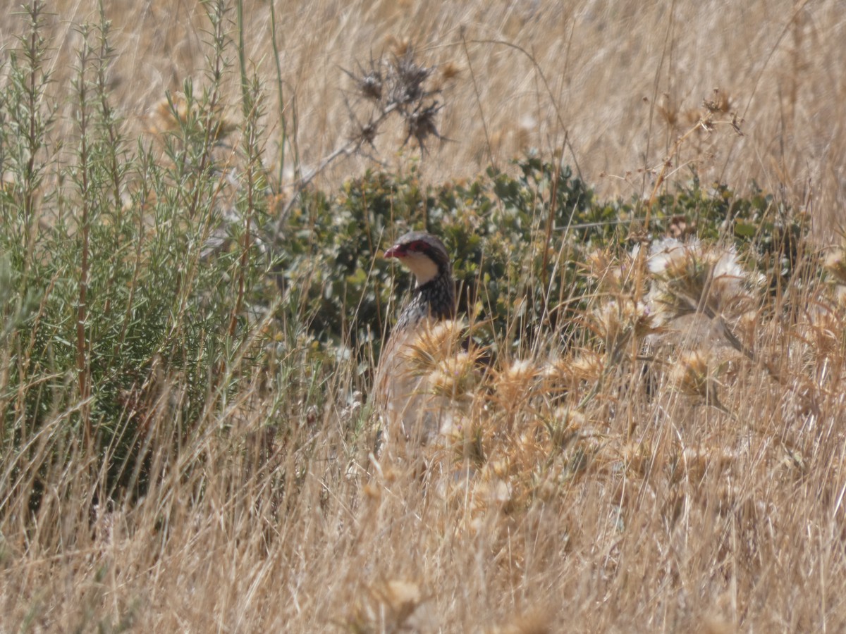 Red-legged Partridge - ML641849350