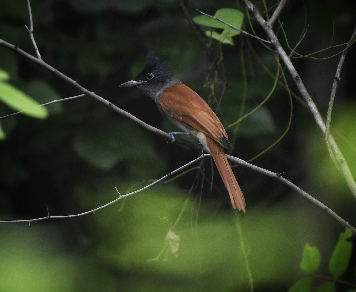 カワリサンコウチョウ - ML641849358